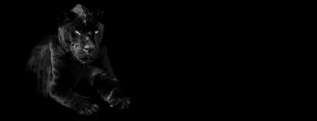 Deurstickers Sjabloon van een zwarte panter met een zwarte achtergrond © AB Photography