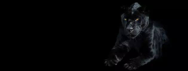 Foto auf Leinwand Vorlage eines schwarzen Panthers mit schwarzem Hintergrund © AB Photography