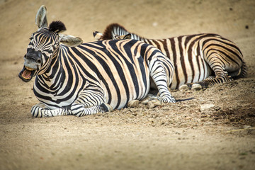 Fototapeta na wymiar zebra stripes portrait of savanna in nature
