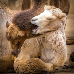 two camels portraits in nature