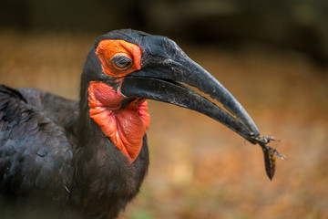 portrait of a hornbill in nature