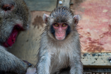 Japanese macaque in Kyoto on a rainy day.