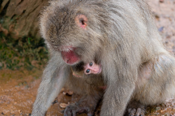Japanese macaque in Arashiyama, Kyoto.
A baby monkey clings to its mother.