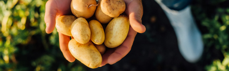 partial view of rancher holding fresh, organic potatoes in cupped hands, horizontal concept - obrazy, fototapety, plakaty