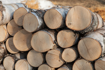 Fototapeta premium Brich logs texture background