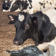 Obraz na płótnie Canvas Black and white cows on animal farm