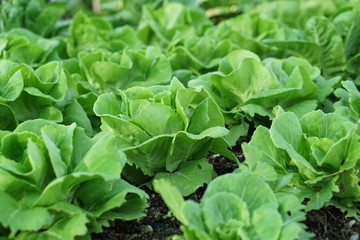 lettuce in the garden