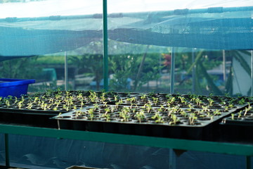 Spinach plants in a greenhouse