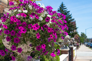 Beautiful Purple Flowers in a Flower Pot along a Neighborhood Sidewalk in Astoria Queens New York during the Summer