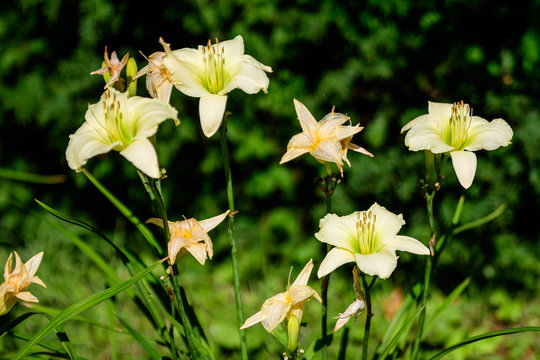 Ivory white flowers of Hemerocallis Arctic Snow plant, know as daylily, Lilium or Lily plant in a British cottage style garden in a sunny summer day, beautiful background photographed with soft focus.