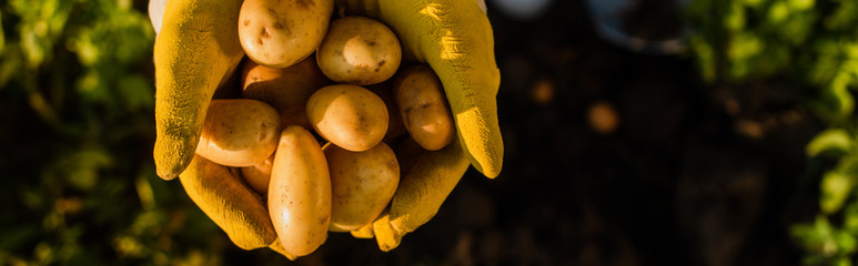 partial view of farmer holding organic, fresh potatoes in cupped hands, panoramic shot