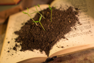 growth of small plants on a book for learning and self-improvement. business and entrepreneurship