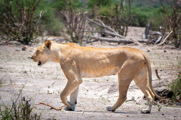 Female lion majectically and self-assured walking a barren landscape of Chobe National Park Botswana