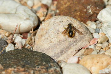 Große Wollbiene oder Garten-Wollbiene (Anthidium manicatum)