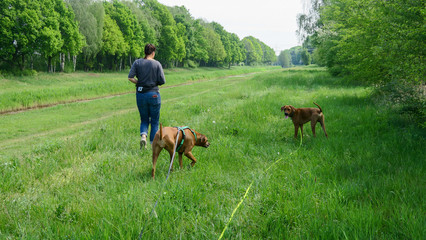 mensch mann frau gassi mit hund ridgeback