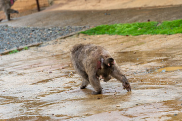 Japanese macaque in Arashiyama, Kyoto.
A baby monkey is holding onto the mother monkey's butt.