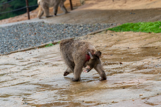 Japanese macaque in Arashiyama, Kyoto.
A baby monkey is holding onto the mother monkey's butt.