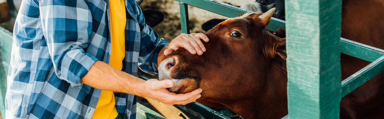 cropped view of rancher in checkered shirt touching brown cow, horizontal concept