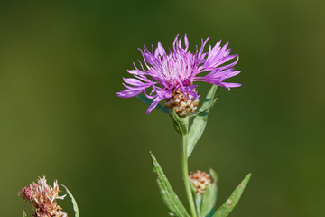 Fototapeta premium Wiesen-Flockenblume (Centaurea jacea)