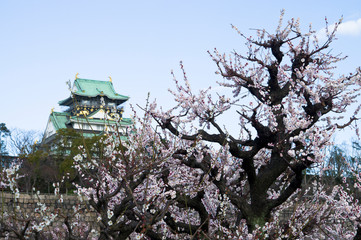 The plum blossoms around Osaka Castle are in full bloom.