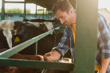 selective focus of farmer in plaid shirt touching cow in cowshed on dairy farm
