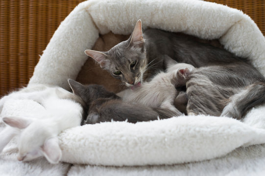 Orientalisch Langhaar Katzen