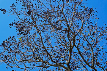 Tree branches and blue sky at the winter