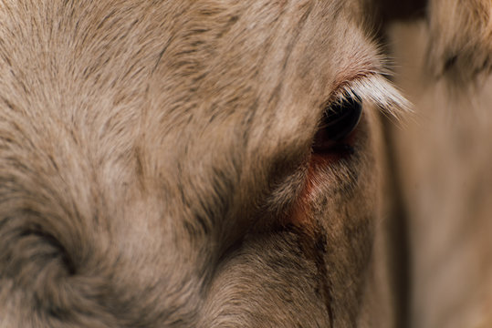 regard triste d'une vache &agrave; l&rsquo;abattoir. vache triste. vache souffrante. souffrance animale 