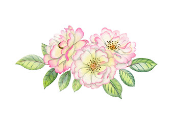 Watercolor hand drawn roses. Can be used as print, poster, postcrad, invitation, greeting card, packaging design, stickers.