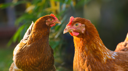 hen in the garden on a farm - free breeding