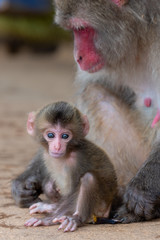 Fototapeta premium Japanese macaque in Arashiyama, Kyoto. A baby monkey and a mother monkey.