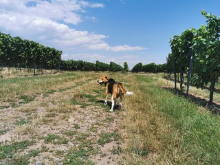 Gassigehen Verpflichtung Hund Spaziergang Gassi in der Natur