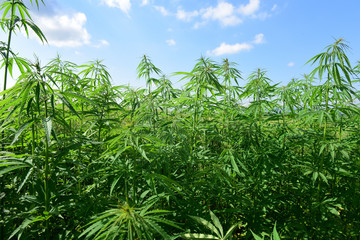 Hanfpflanze - Heilmittel - Hemp