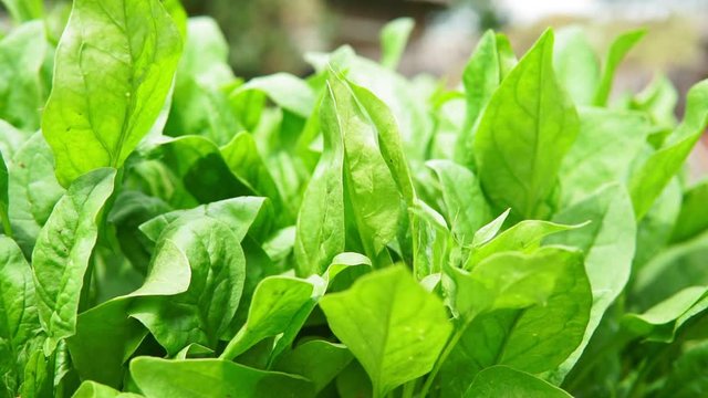Spinach growing in garden. Fresh natural leaves of spinach growing Bio spanach.