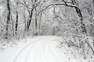 snowy way in deep forest