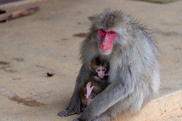 Japanese macaque in Arashiyama, Kyoto.
A baby monkeys are drinking breast milk.