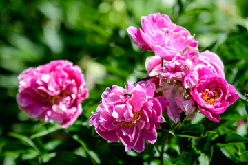 Fototapeta premium Bush with many large delicate vivid pink peony flowers in a British cottage style garden in a sunny spring day, beautiful outdoor floral background photographed with selective focus.