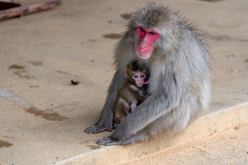 Japanese macaque in Arashiyama, Kyoto.
A baby monkeys are drinking breast milk.