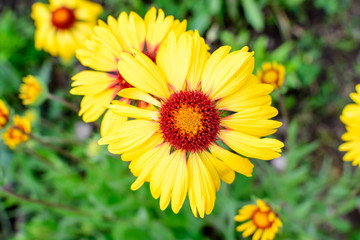 Obraz premium Top view of one vivid yellow and red Gaillardia flower, common name blanket flower, and blurred green leaves in soft focus, in a garden in a sunny summer day, beautiful outdoor floral background.