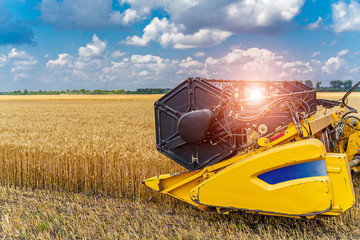 Summer wheat harvesting. Working rye harvester combine machines on gold wheat fields. Harvesters on...