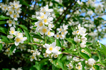 Fresh delicate white flowers and green leaves of Philadelphus coronarius ornamental perennial plant, known as sweet mock orange or English dogwood, in a garden in a sunny summer day, beautiful outdoor