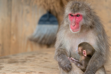 Japanese macaque in Arashiyama, Kyoto.
A baby monkeys get on the lap of the mother monkey,