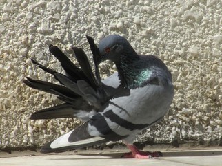 Pigeon on the stone