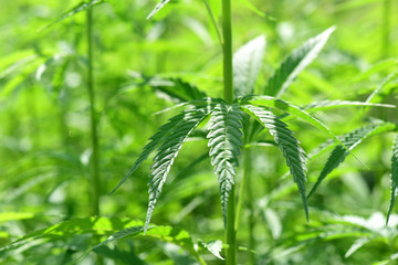 Hanfpflanze - Heilmittel - Hemp