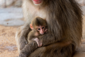 Fototapeta premium Japanese macaque in Arashiyama, Kyoto. A mother monkey is holding a baby monkey.