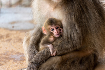 Japanese macaque in Arashiyama, Kyoto.
A mother monkey is holding a baby monkey.