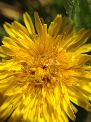 yellow chrysanthemum flower