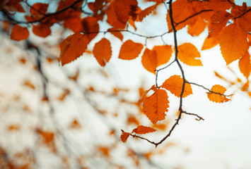 leaves in autumn forest