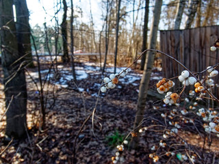 white berries on a Bush in winter, Moscow