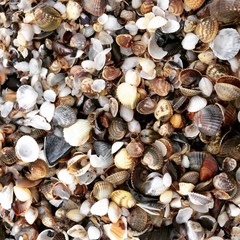 sea shells background